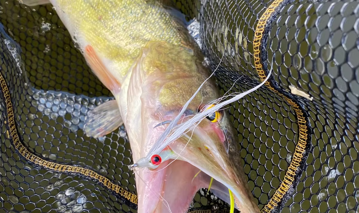 FlyDill catch photo 2